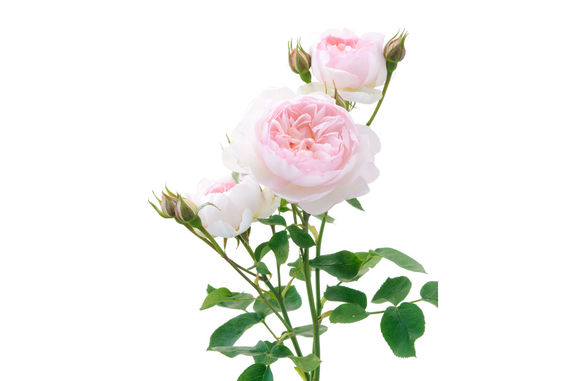 David Austin S Guide To English Roses