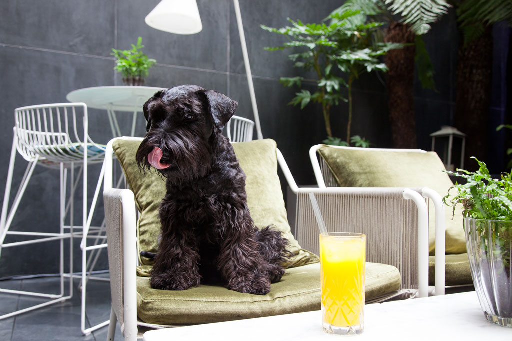 12 of the Best DogFriendly Hotels in London 2019 Dog