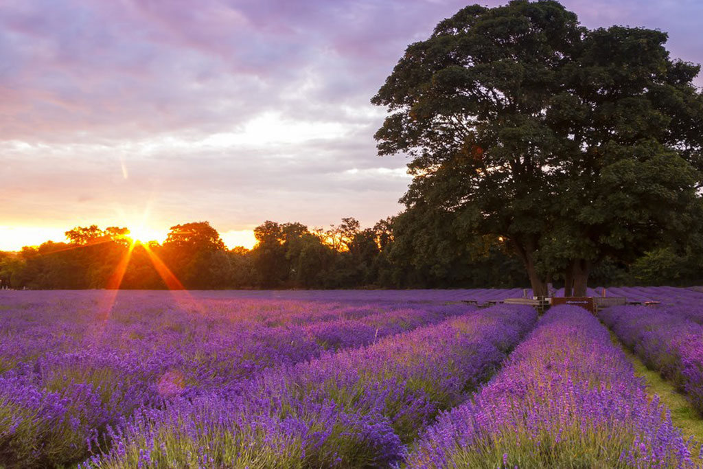 Image result for mayfield lavender