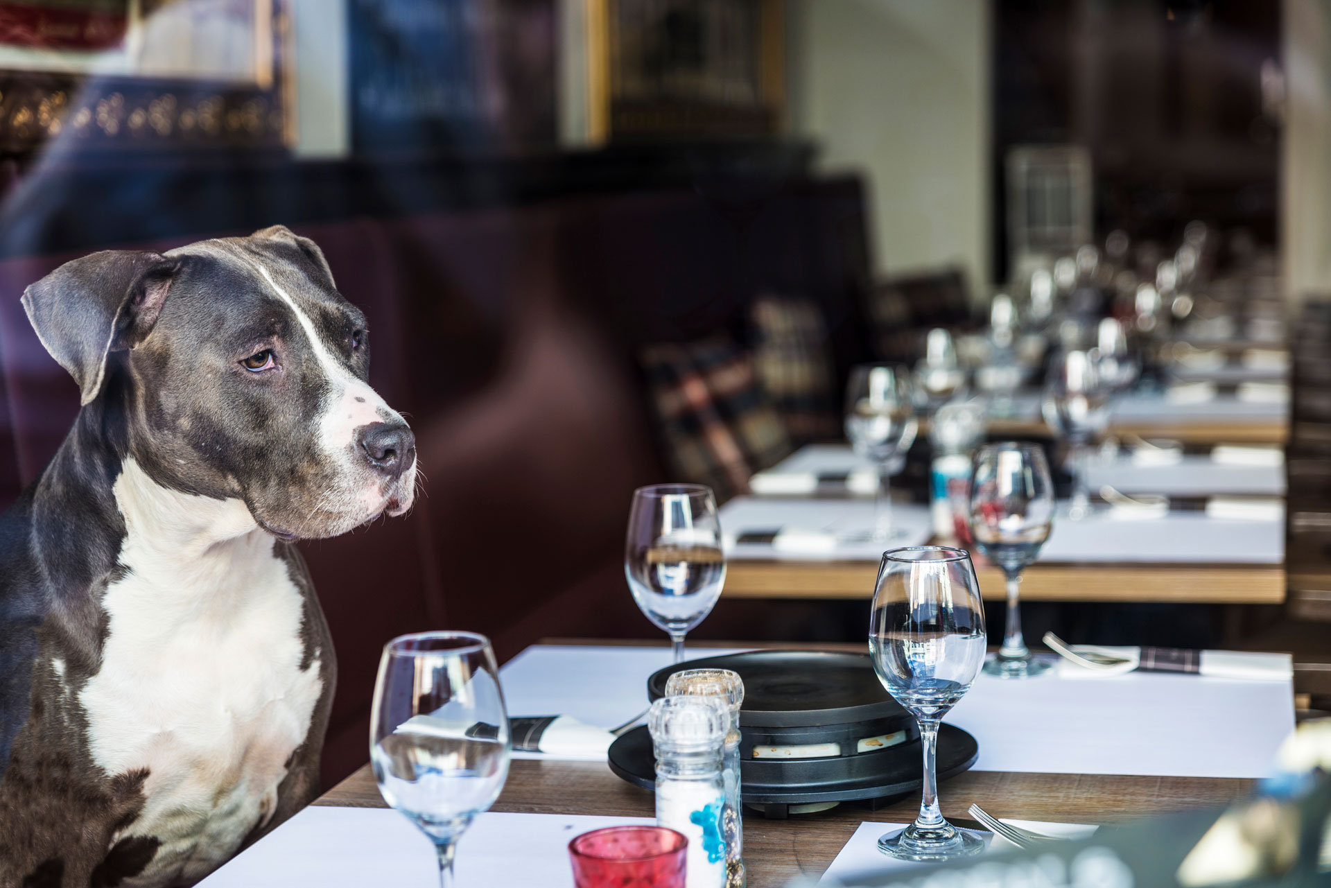 The Best Dog Friendly Restaurants in London | Dining with a Dog 2021