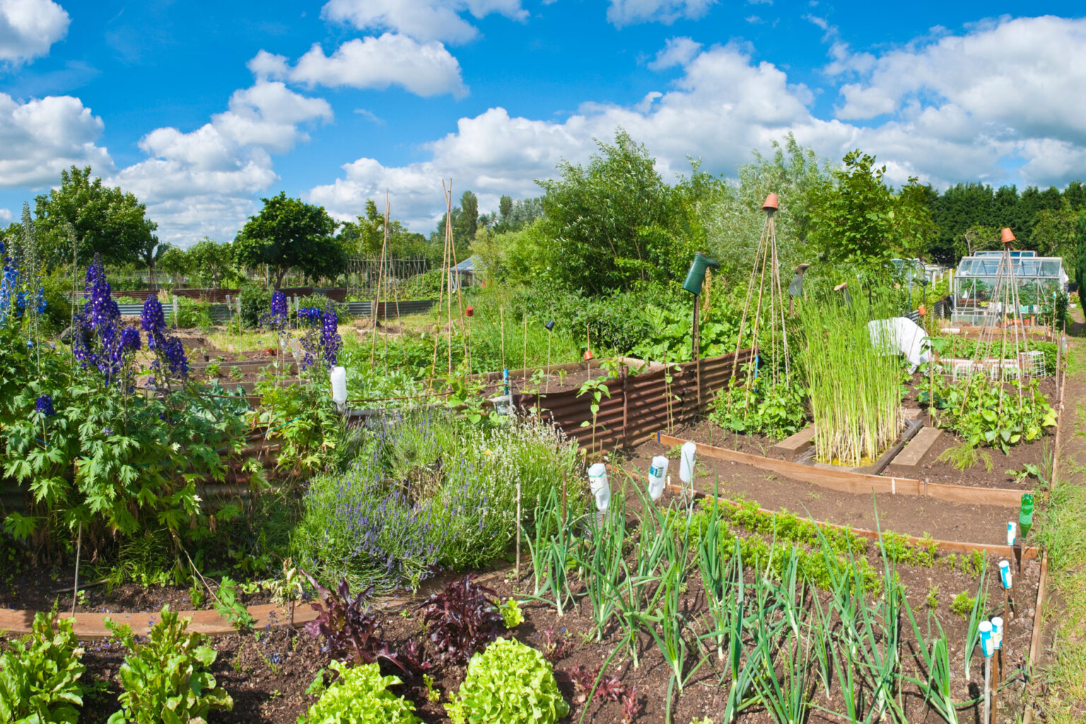 Make Your Own Kitchen Garden: 10 Top Tips | Create a Vegetable Garden